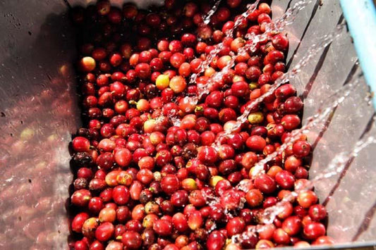 The Allure of Castillo Coffee