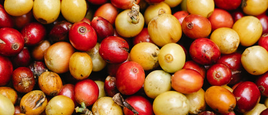 The Depth of Organic Caturra
