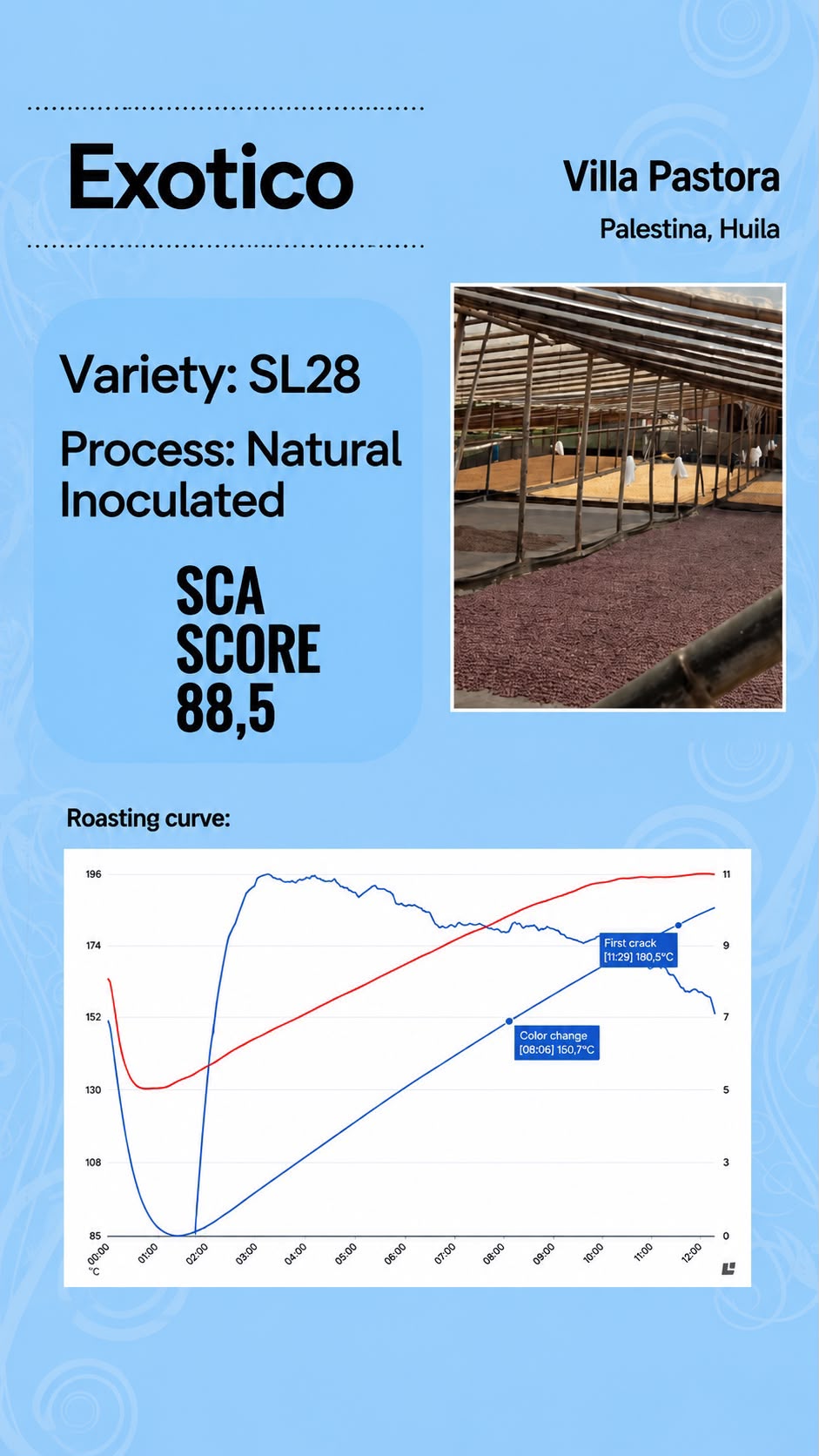 Exotic SL28 | SCA Score: 88.5 | Net Weight: 12 oz (340 g)