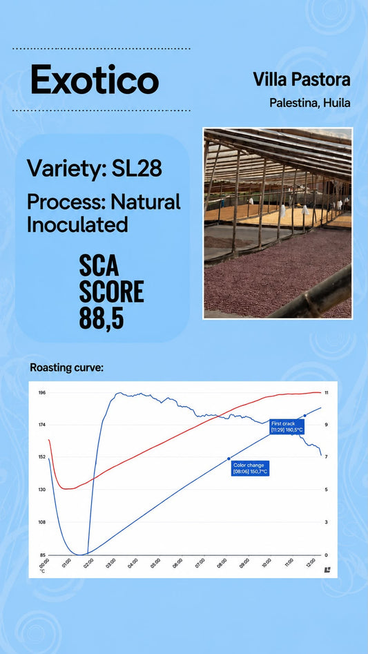 Exotic SL28 | SCA Score: 88.5 | Net Weight: 12 oz (340 g)